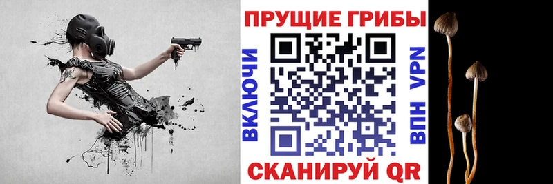 Купить  Кировград  Псилоцибиновые грибы Psilocybe 